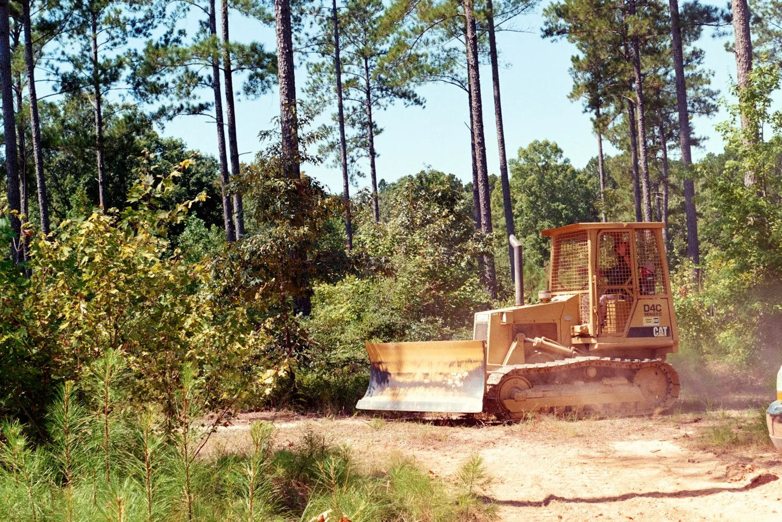 Dozer pushing into brush at the edge of a pine tree line